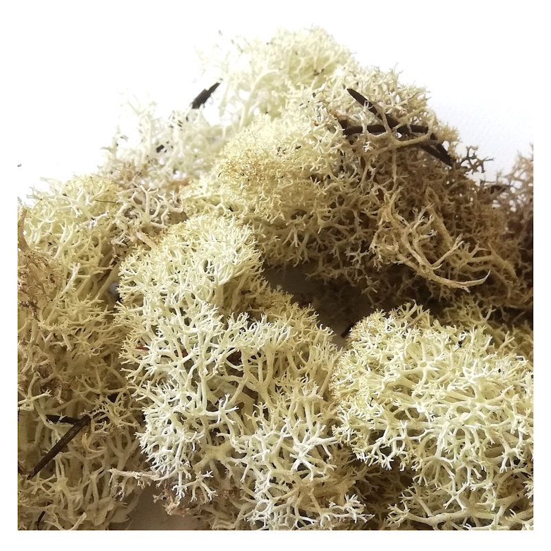 Pro-Art Scenic Lichen Natural (7901)